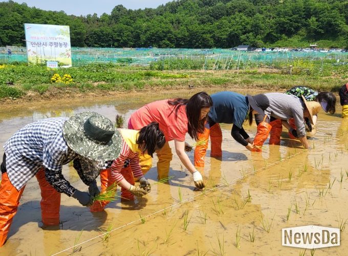 안산시, 주말농장과 함께하는 '전통모내기' 체험행사 열어