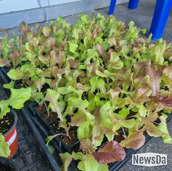 부산 동구, 도시농업 활성화를 위한‘봄맞이 모종나눔행사’개최