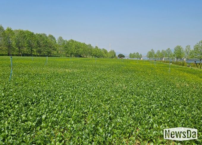 구리시, 유채꽃 축제 준비 착착! 기반 조성 완료