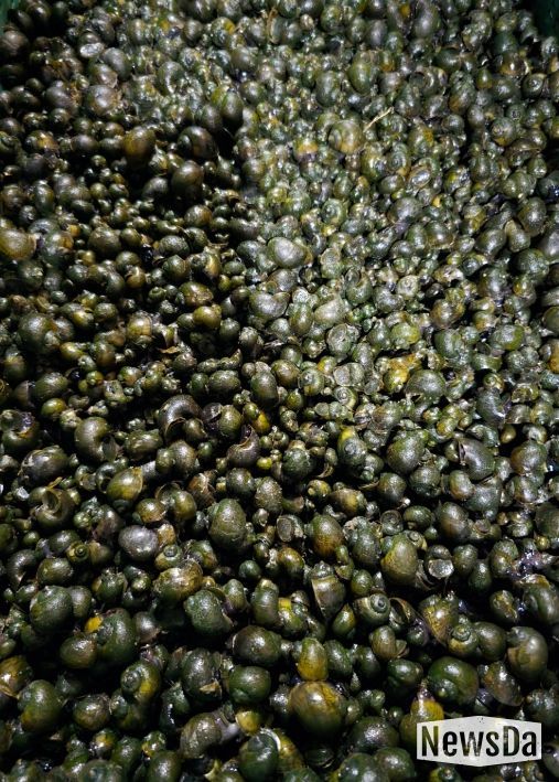 논 잡초 제거 위해 왕우렁이 6톤 공급