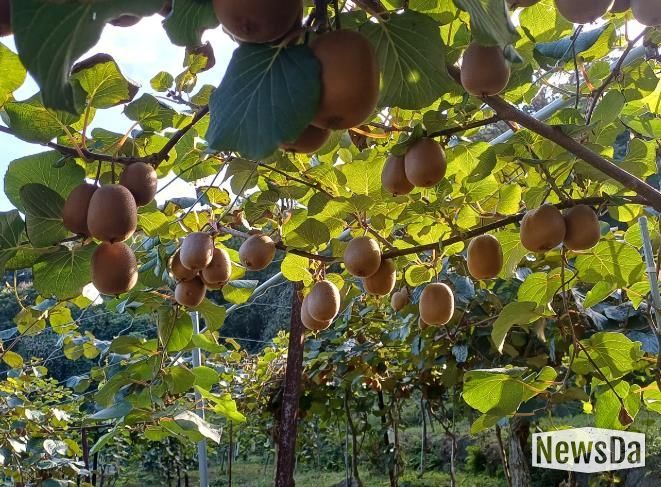 순천시 지역 대표 농산물 참다래 본격 출하