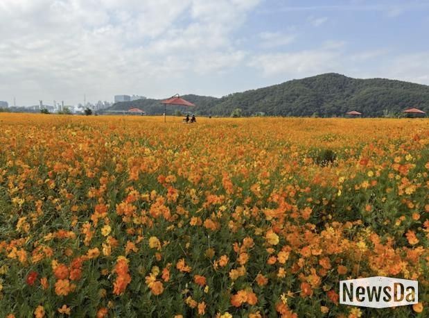 용인특례시는 기흥호수공원에 황화코스모스 경관단지를 조성했다