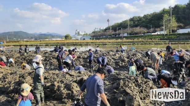 시흥시, 곤충 잡고, 연근 캐며 가족과 추억 쌓은 연근캐기 행사 마쳐