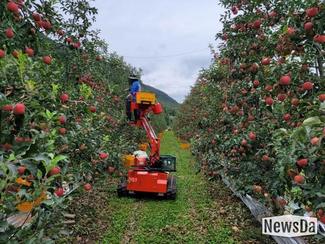 포천시, ‘2025년 포천사과 품평회 및 판매행사’ 개최