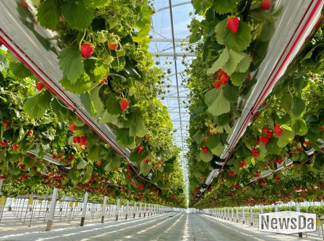 고품질 명품딸기 생산기반 확충
