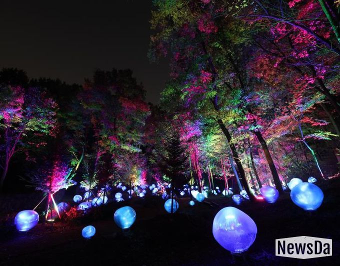 형형색색의 복사꽃 씨앗이 빛나는 도화씨 구간 전경