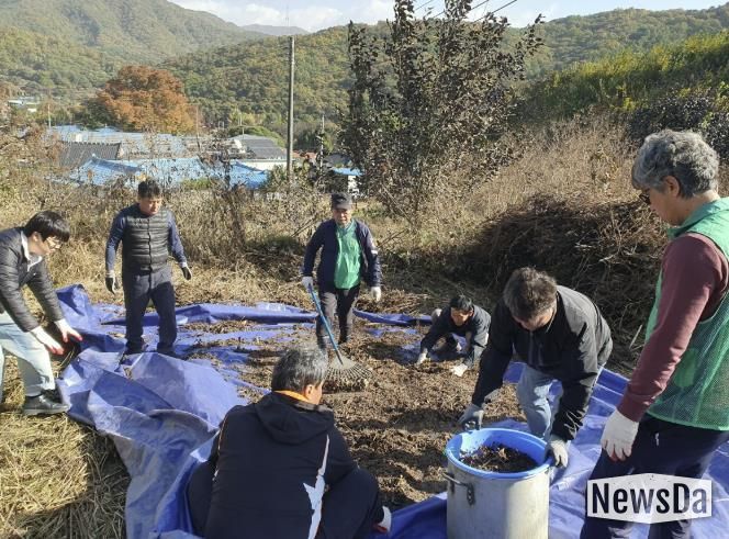 동두천시 보산동 새마을지도자협의회, 휴경지 텃밭 들깨 수확