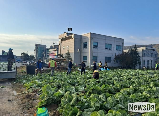 양평군 양동면 지역사회보장협의체, 기관·단체와 함께 동절기 배추·무 수확