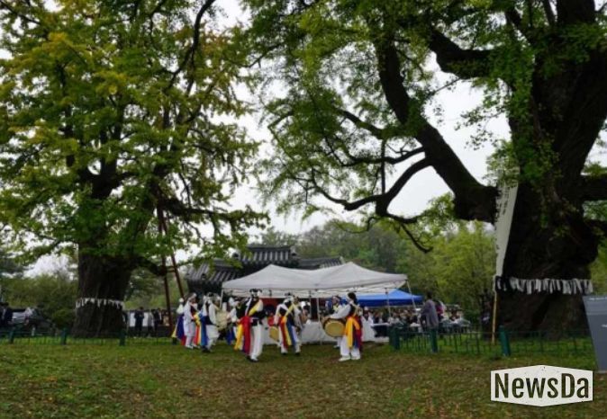 당산나무 할아버지 활동 모습 ‘세종 임난수 은행나무’ 당산제