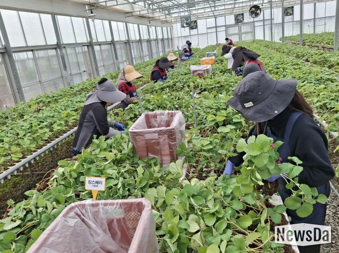 충남도 딸기 무병묘 보급