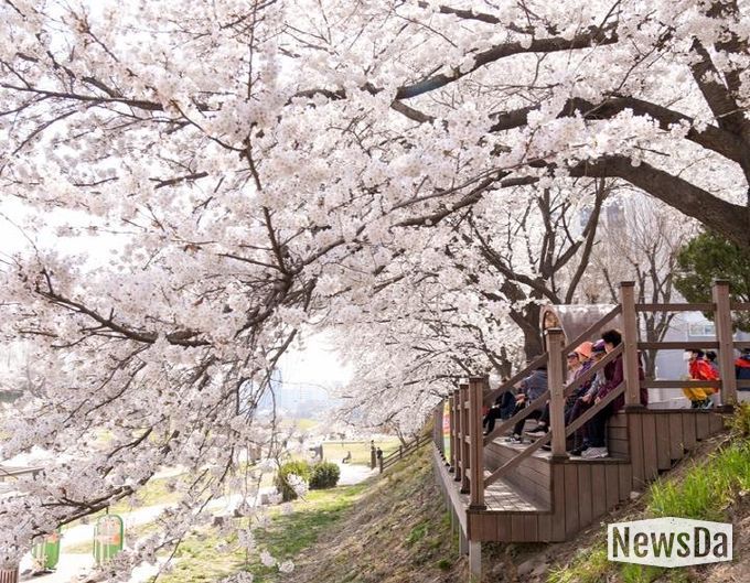 중랑천변 벚꽃길