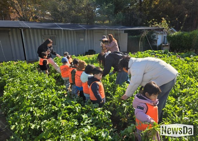 남양주시, 농업기술센터 그린학습원에서 어린이 대상 텃밭 무 수확 체험 진행