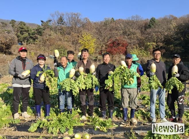 광주시 탄벌동 새마을회, ‘사랑의 무’ 1천200㎏ 수확…이웃사랑 실천