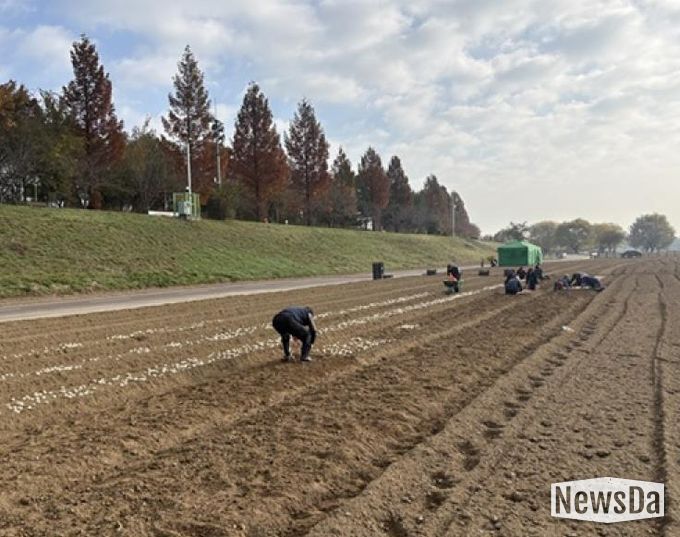 파주시 금촌2동, 내부 인력으로 2026 공릉천 튤립축제 식재 작업 완료