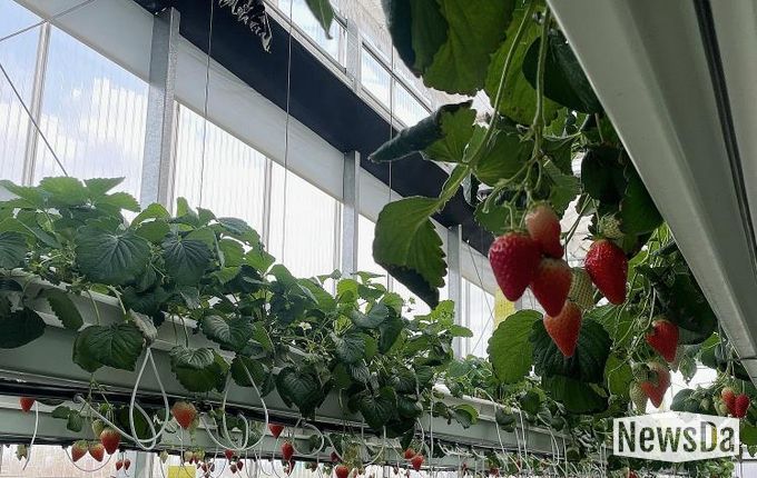나주시, 남평 ‘설향’ 딸기 본격 출하…내년 특화작목 육성사업 선정