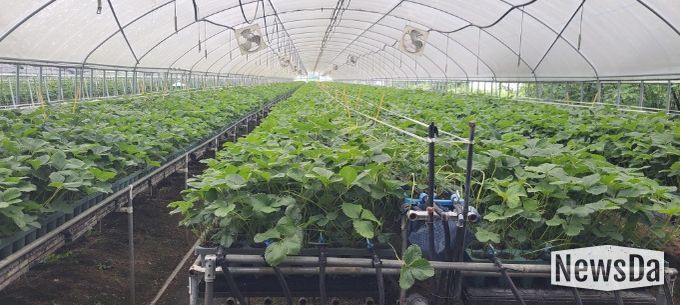 지역특화작목 ‘딸기묘’, 프리미엄 시장 도약 발판