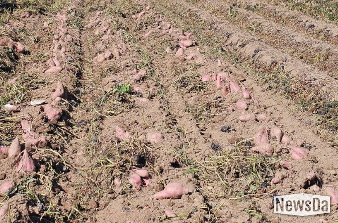 가공용 고구마 '다원미'