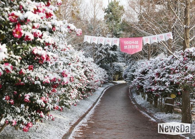 1004섬 분재정원 애기동백꽃