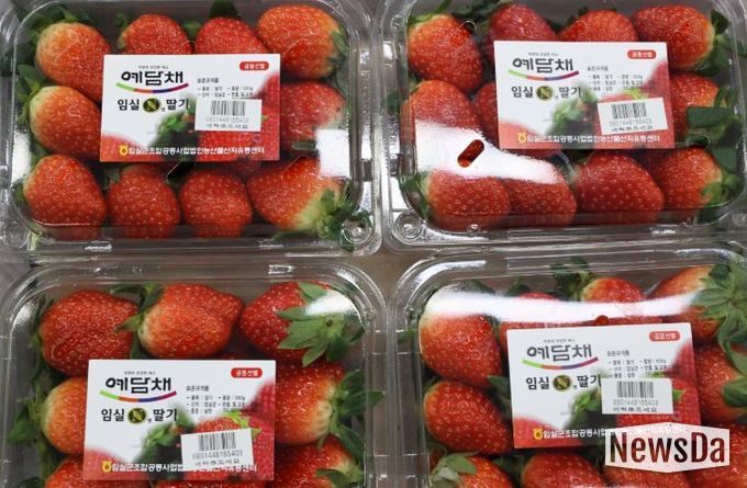 ‘당도 폭발, 지금 제철’임실N딸기, 전국 유통 본격 돌입