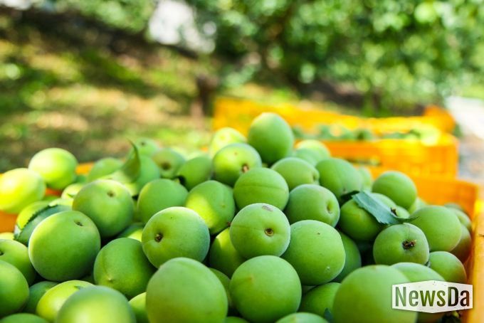 광양시, 임야 재배 매실 과원 유기질비료 지원 신청・접수