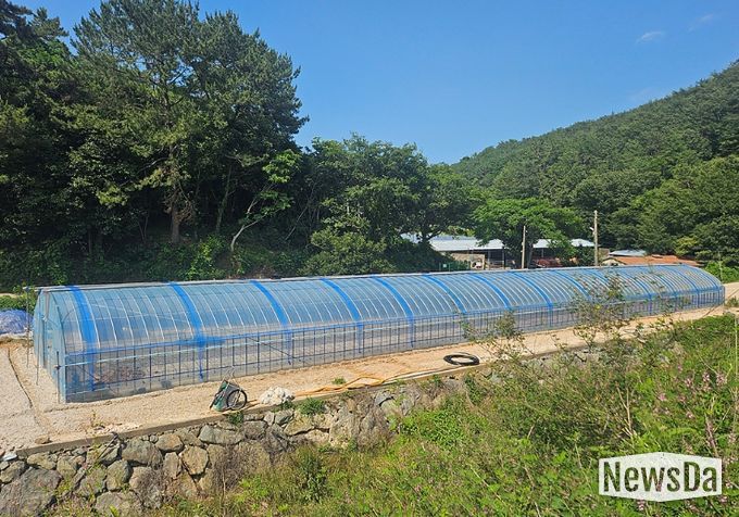 여수시는 대표 특산물인 돌산갓의 품질 향상과 명품화를 위해 재배 현장의 의견과 수요를 반영한 돌산갓 생산기반 강화 지원사업을 추진한다.