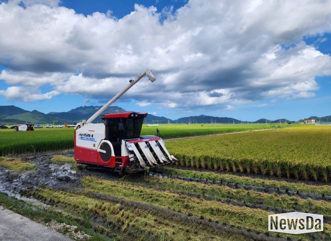 벼 수확