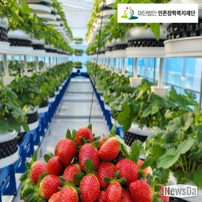 딸기 식물공장