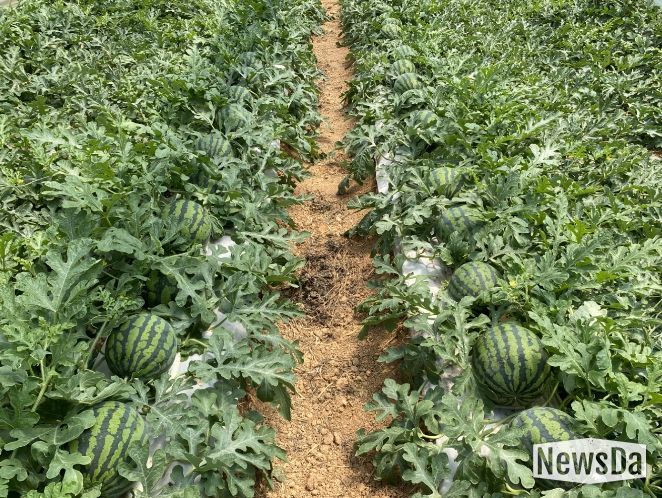 농작물 생육재생기 안전영농 지도 전체 출장