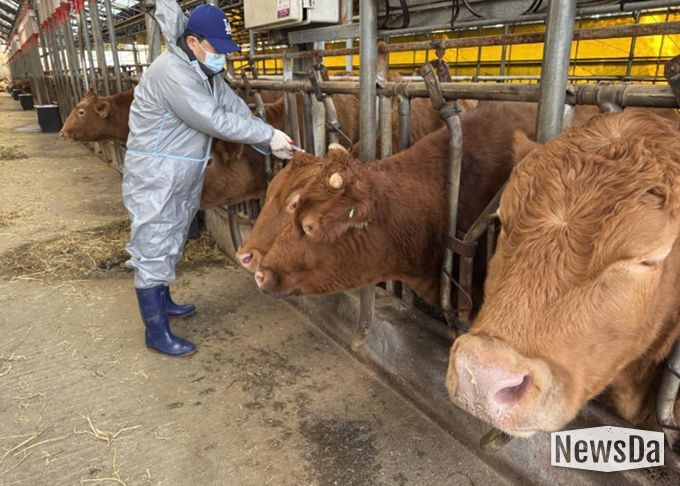구제역 백신 접종