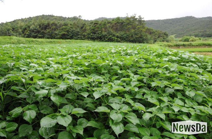, 노후 모시밭 생산성 향상 위한 토양관리 실천 당부