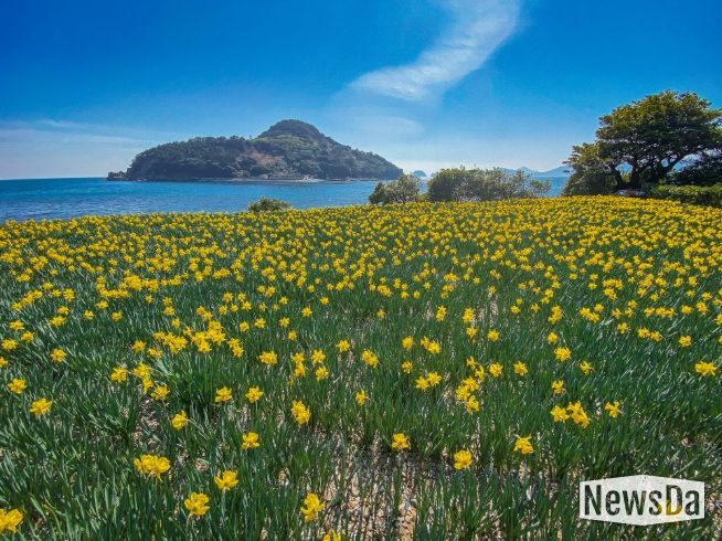 (거제)공곶이수선화