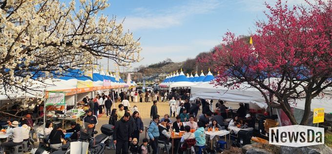 하루 13만 명 몰렸다… 광양매화축제, 유료화 이후 최대 인파