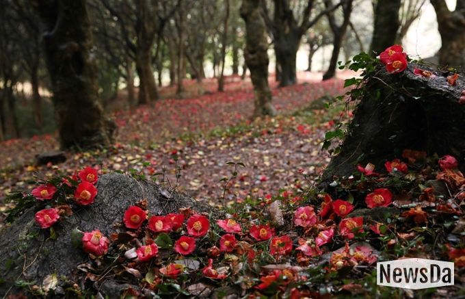 제3회 깅진 백련사 동백축제가 오는 27일 개막한다.