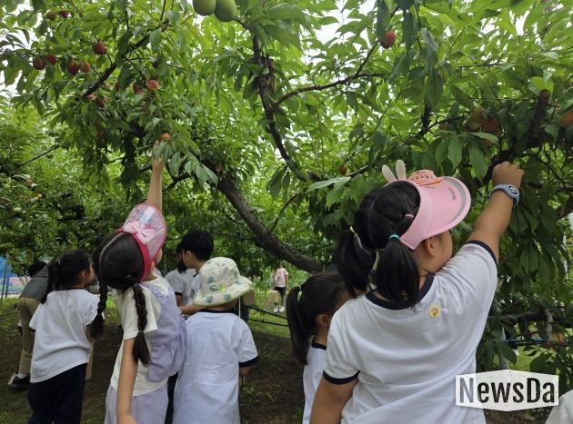 수원시 과수공원에서 아이들이 과일 수확 체험을 하고있다.