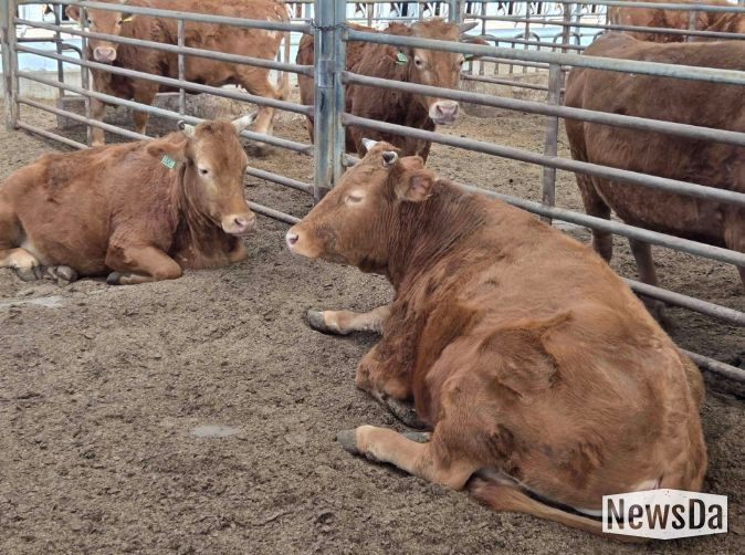 “소 한 마리에 2,500만 원” 담양군 종축개량 정책