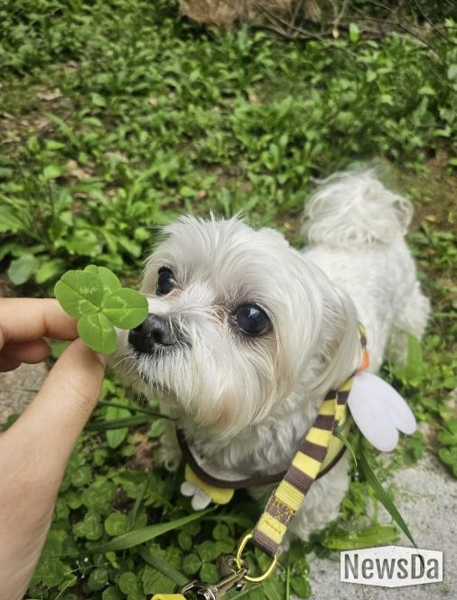 성남시, 반려동물 의료서비스 지원사업 확대