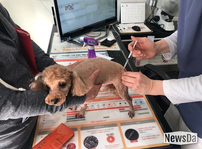 관내 협력 동물병원에서 광견병 예방접종을 하고 있