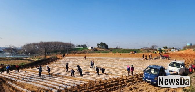 정읍시, 신품종 고구마 ‘호풍미’ 첫 정식