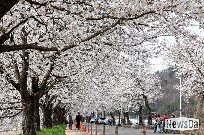 2024.04.06. 대차리 서면마을 벚꽃길