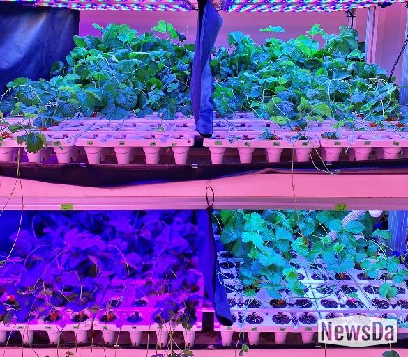 충북농기원, LED 다단재배 장치 특허 등록