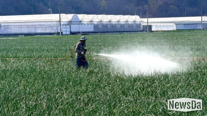 양파 노균병 확산 우려