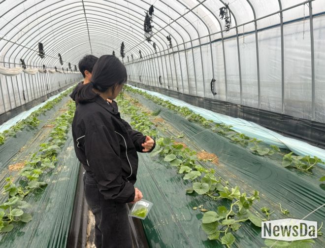 1. 천안시농업기술센터가 멜론 농가에 방문해 바이러스 진단을 하고 있다.